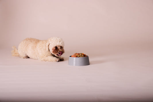 How Joey’s Raw Keeps Your Dog Thriving