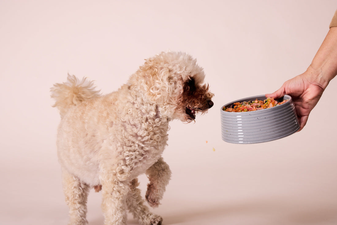Dog food recipes: How to prep fresh food for your pup