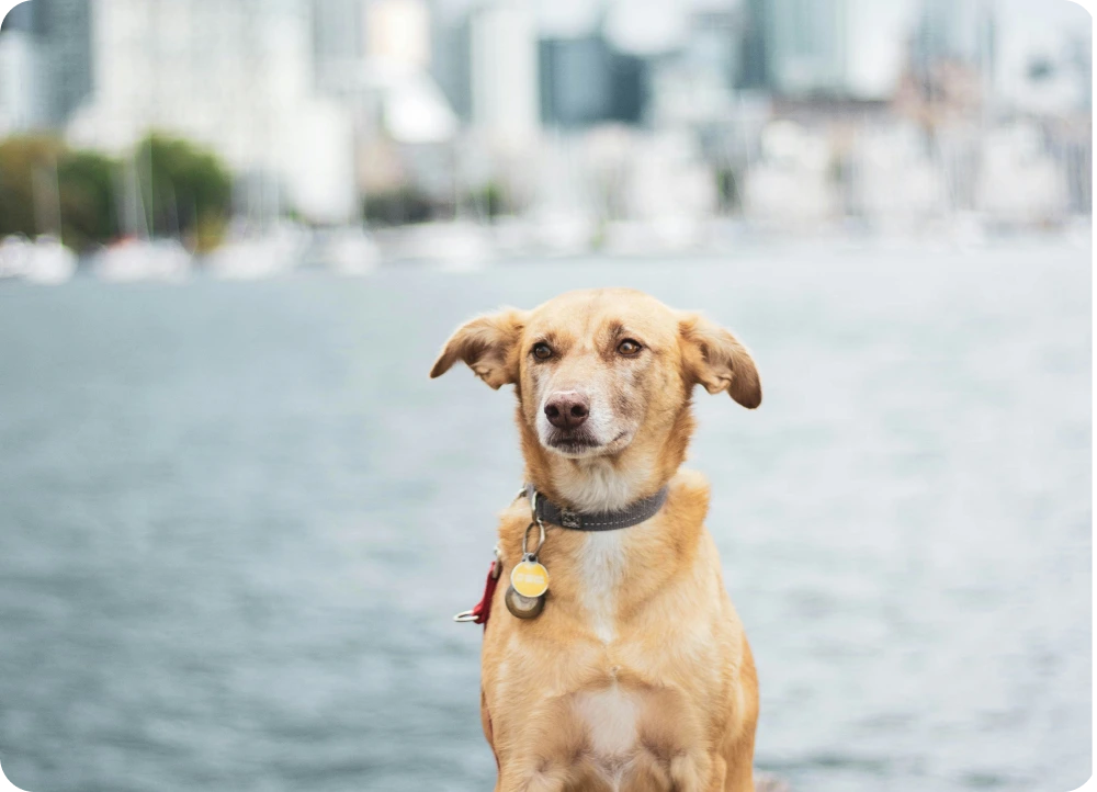 A happy dog sitting in front of the Toronto skyline, promoting Joey's Raw natural pet food for urban pets in Canada.